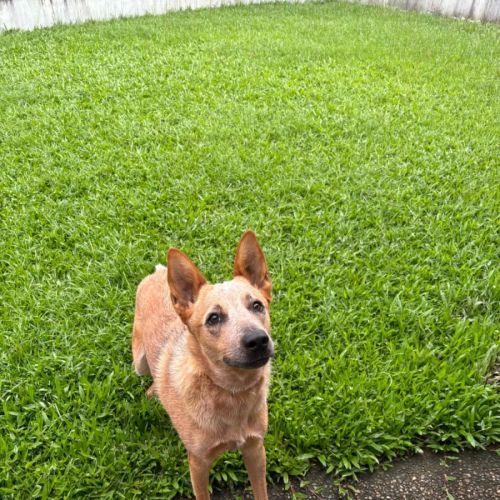 Bingo - Australian Cattle Dog