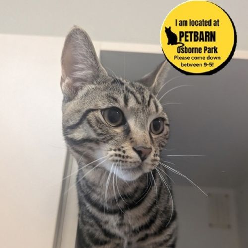 Lightning  - Dsh Cat