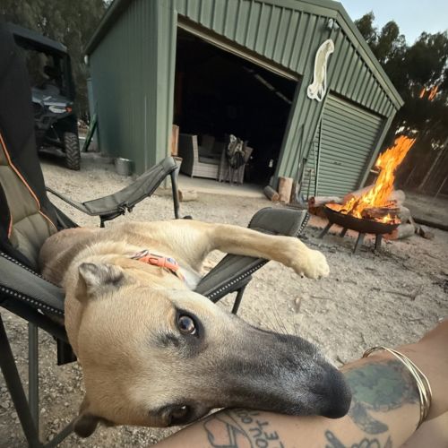Xena - Staghound Dog