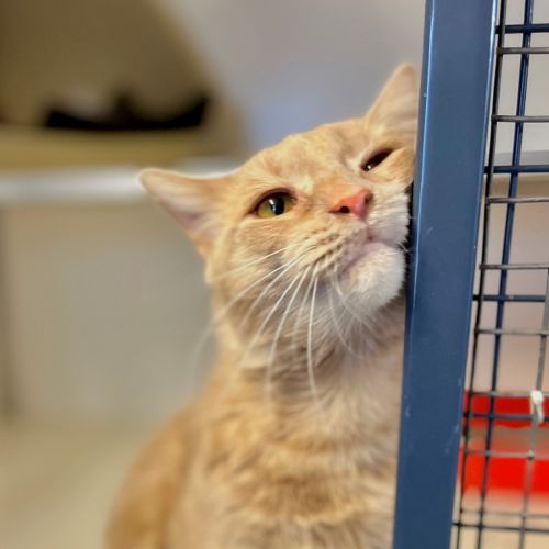 Cheese - Domestic Medium Hair Cat