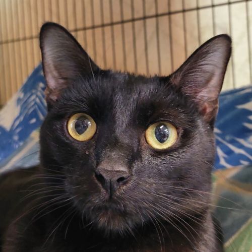 Ravyn - Domestic Short Hair (DSH) Cat