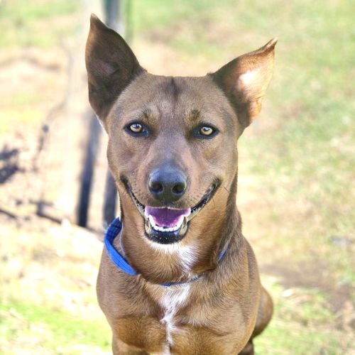 Denzil - Kelpie x Australian Cattledog