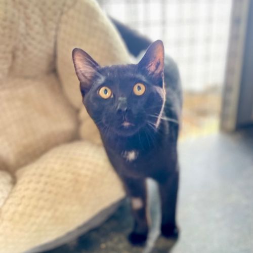 Midnight - Domestic Short Hair (DSH) Cat