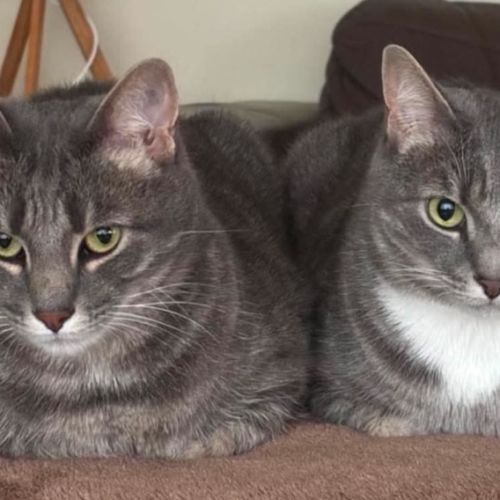 Rocky & Apollo - Domestic Short Hair (DSH) Cat