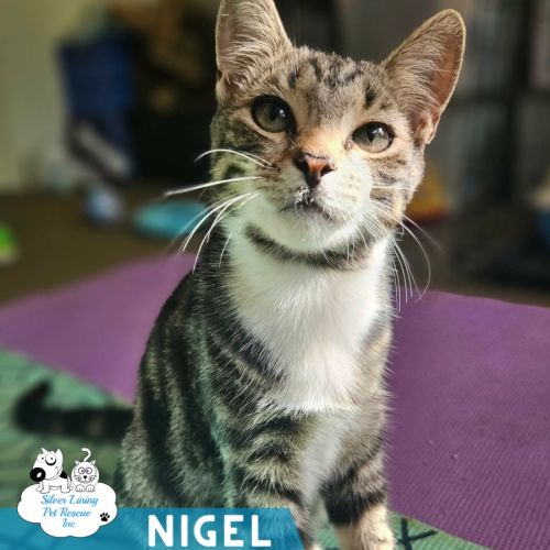 Nigel - Domestic Short Hair (DSH) Cat