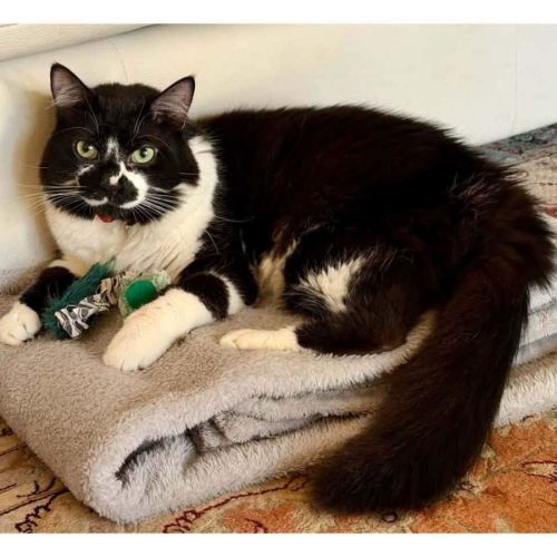 12090 - Fluffy - Domestic Medium Hair (DMH) Cat