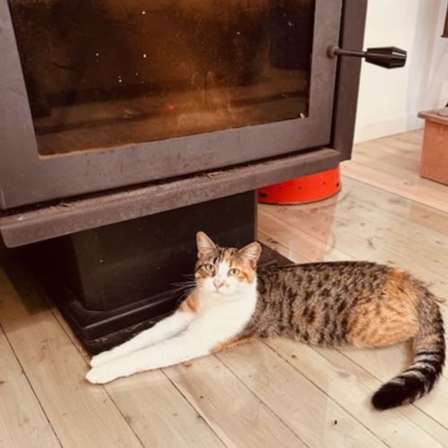 Tilly - Domestic Short Hair (DSH) Cat