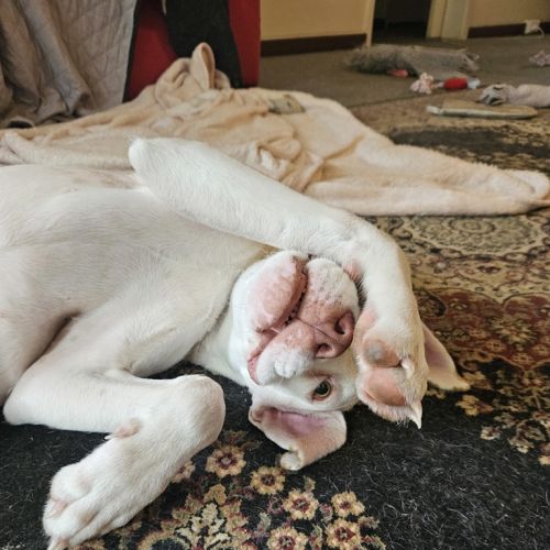 Polka - American Bulldog