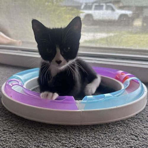 Luca - Domestic Short Hair (DSH) Cat