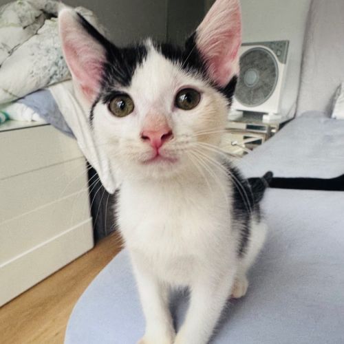 Sprout  - Domestic Short Hair (DSH) Cat