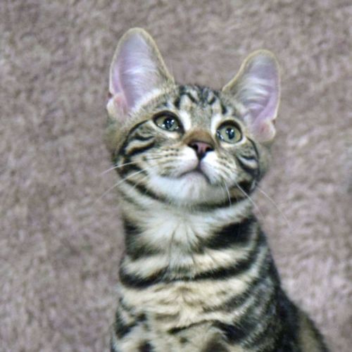 Jasper - Domestic Short Hair Cat