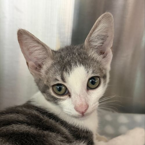 Smores - Domestic Short Hair Cat