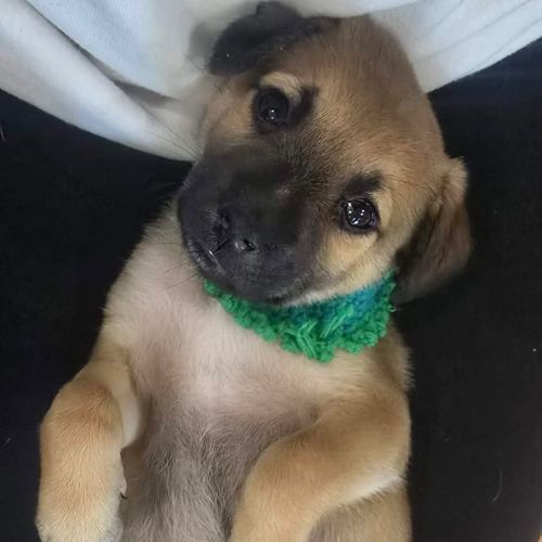 Sawyer - Mixed breed Dog