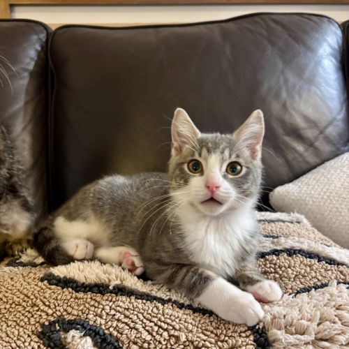 Sesame - Domestic Short Hair (DSH) Cat