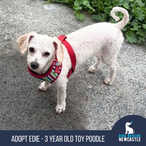 Edie - Poodle (Toy) Dog