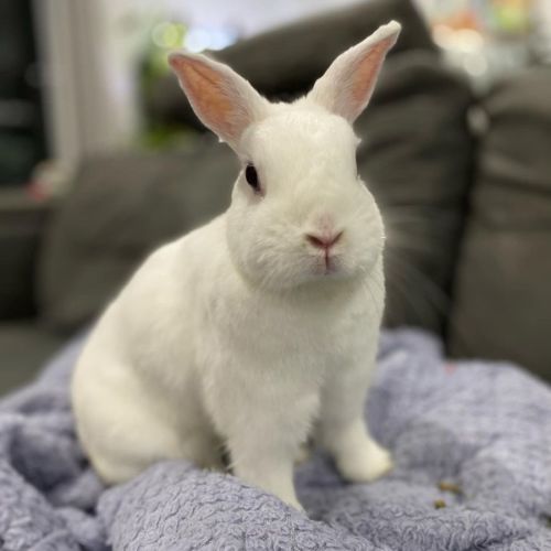 Luna - Netherland Dwarf Rabbit