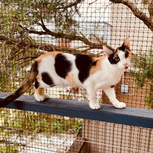 Ivy - Domestic Short Hair (DSH) Cat