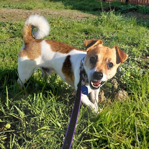Damon - Jack Russell Terrier Dog