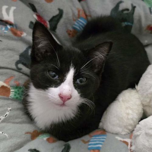 Chedder - Domestic Short Hair (DSH) Cat