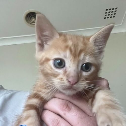 Otis - Domestic Short Hair (DSH) Cat