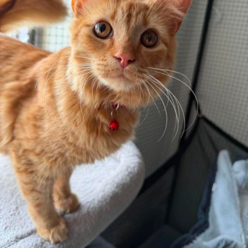 Vini Jr Sprite - Domestic Short Hair (DSH) Cat
