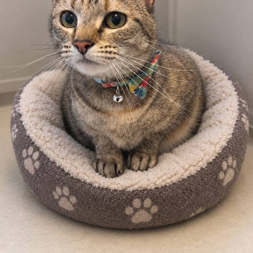 Miley - Domestic Short Hair Cat