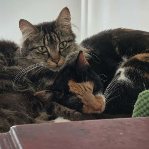 Felicity & Kitty - Domestic Medium Hair (DMH) Cat