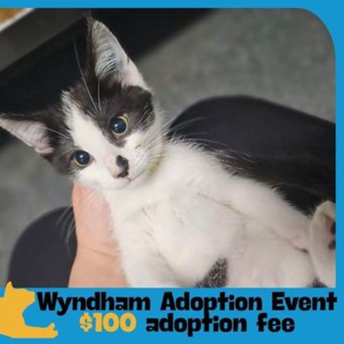 Elfie - Domestic Short Hair Cat