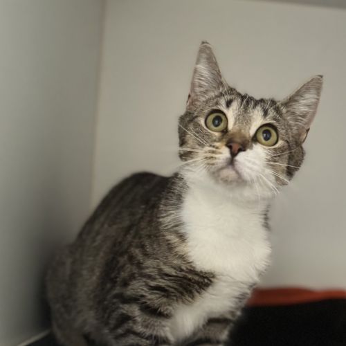 Pearl - Domestic Short Hair Cat