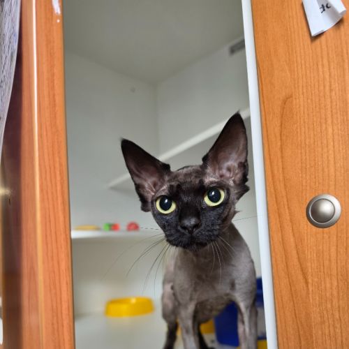 Buttercup - Domestic Short Hair (DSH) Cat