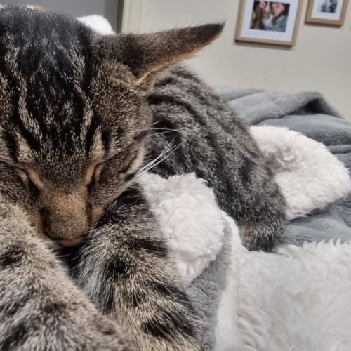 Willy Moriarty - Domestic Medium Hair (DMH) Cat