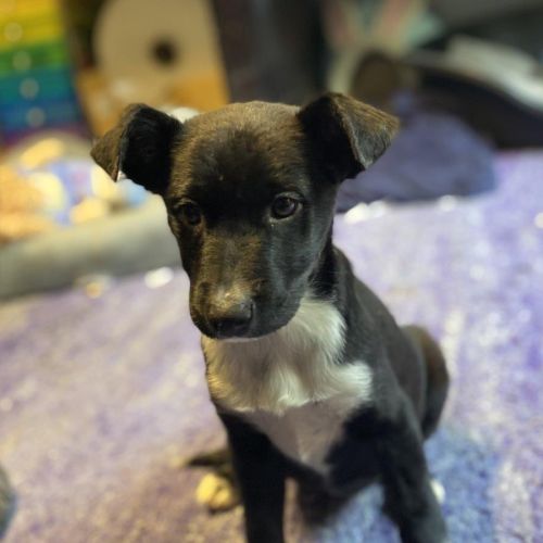 Abbey Firebrace - Border Collie x Australian Kelpie Dog