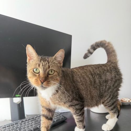 Tosun - Domestic Short Hair (DSH) Cat