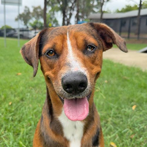 Tyga - Australian Koolie Dog