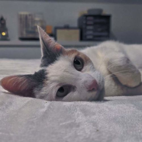 Angel - Domestic Short Hair (DSH) Cat