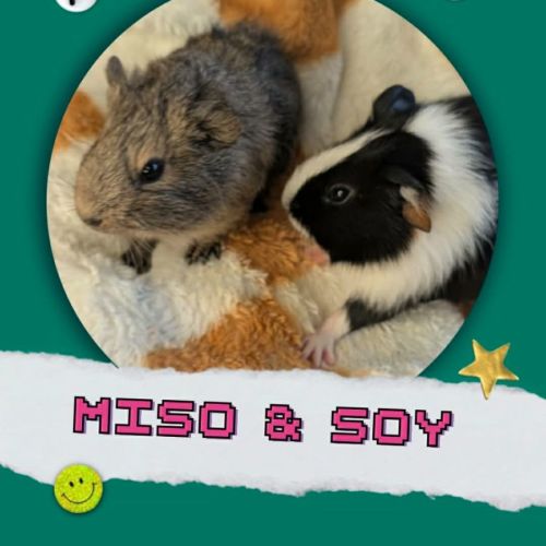 Miso & Soy - Smooth Hair Guinea Pig