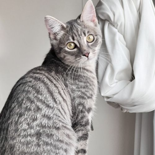 Ophelia - Domestic Short Hair (DSH) Cat