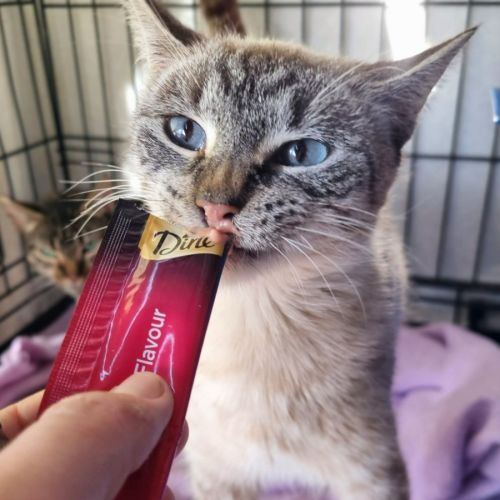 Vivi - Domestic Short Hair (DSH) Cat