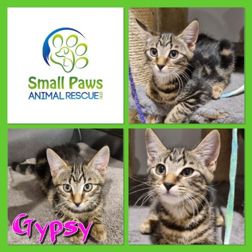 Gypsy - Domestic Short Hair (DSH) Cat