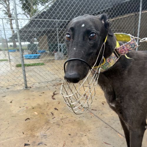 Capri The Greyhound - Greyhound Dog