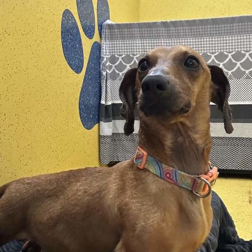 Koda - Dachshund Dog