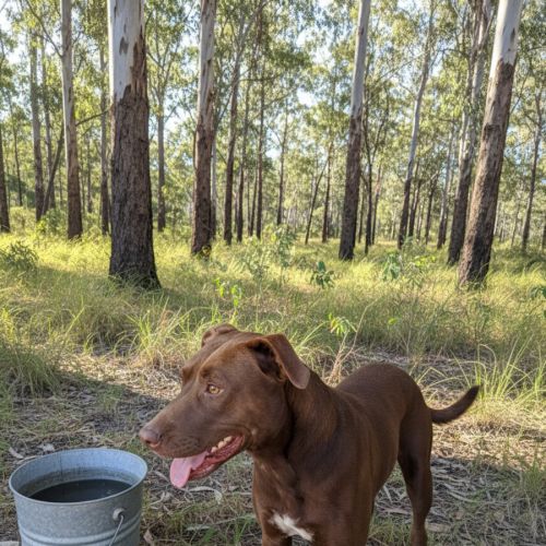 Vitani - Labrador Retriever Dog