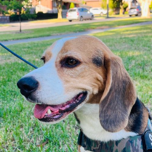 Scotch - Beagle Dog