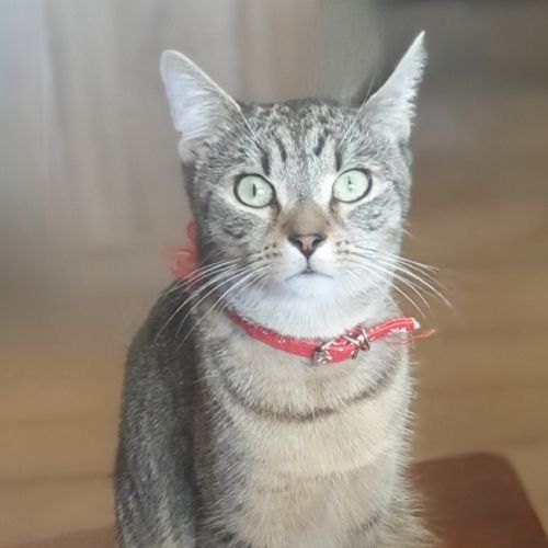 Alexander - Domestic Short Hair (DSH) Cat