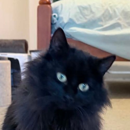 Dee - Domestic Medium Hair (DMH) Cat