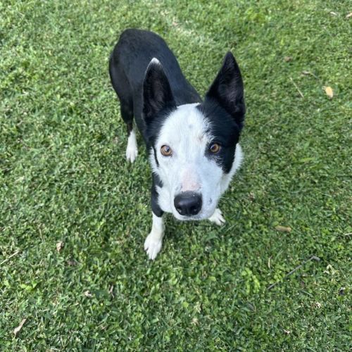 Tobi *$350 Adoption Fee*  - Border Collie Dog