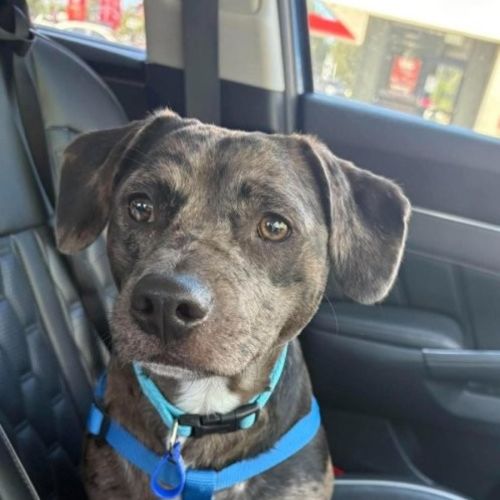 Crank - 11 Month Old Dachshund X Staffy - Dachshund x Staffordshire Bull Terrier Dog