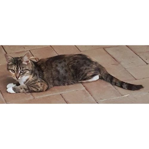 8242 - Harriet - Domestic Short Hair (DSH) Cat