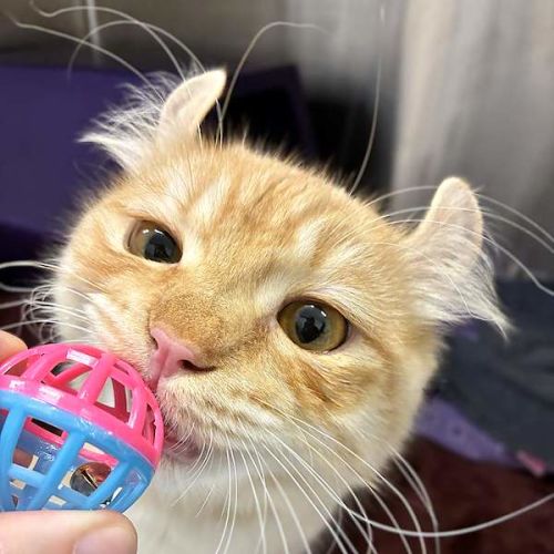 Genji - American Curl Cat