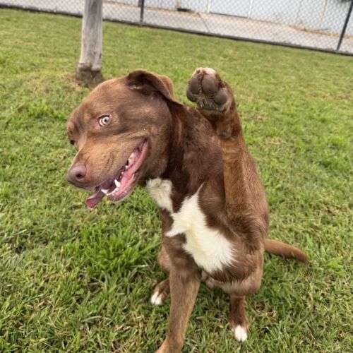 Titus Gallucci - Australian Shepherd x Bullmastiff Dog